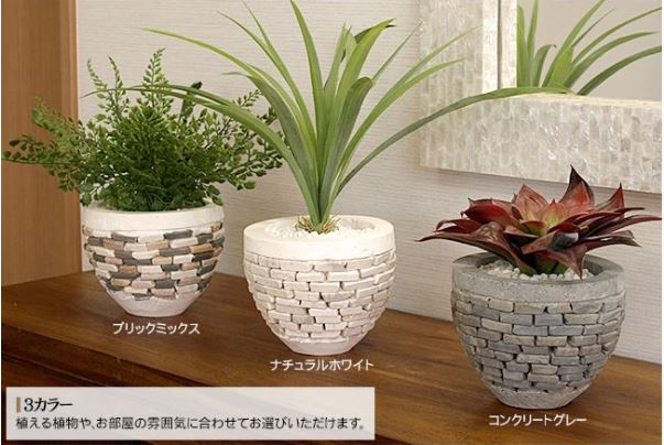 南国 観葉植物 植木鉢