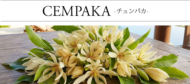 ���[�h�f�B�t���[�U�[ �`�����p�J