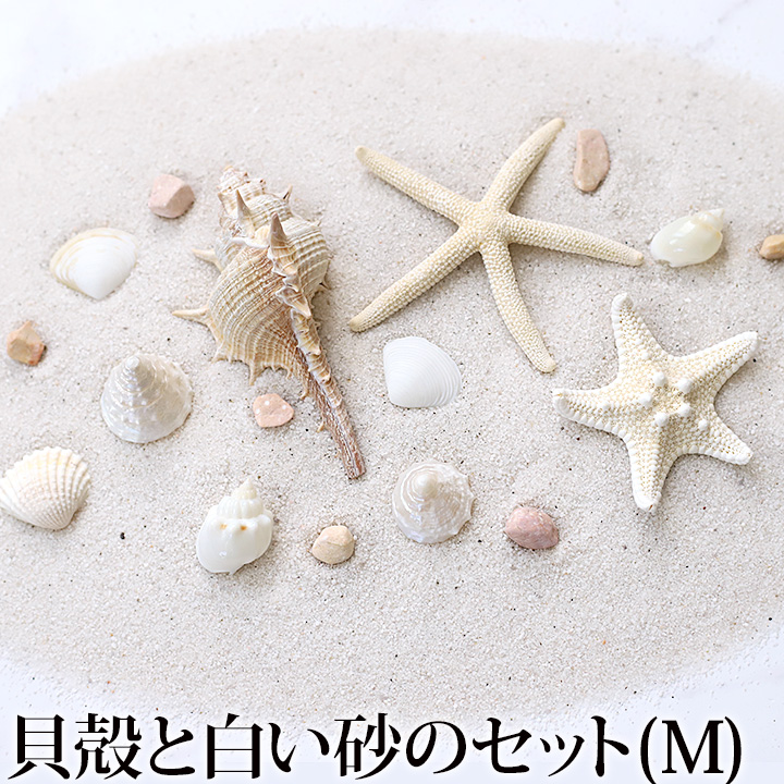 貝殻と白い砂のセット(M)