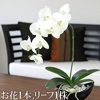 胡蝶蘭(ホワイト)（お花1本・リーフ1株）