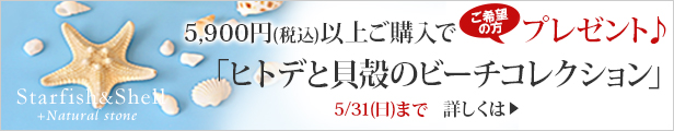 ヒトデと貝殻のビーチコレクション